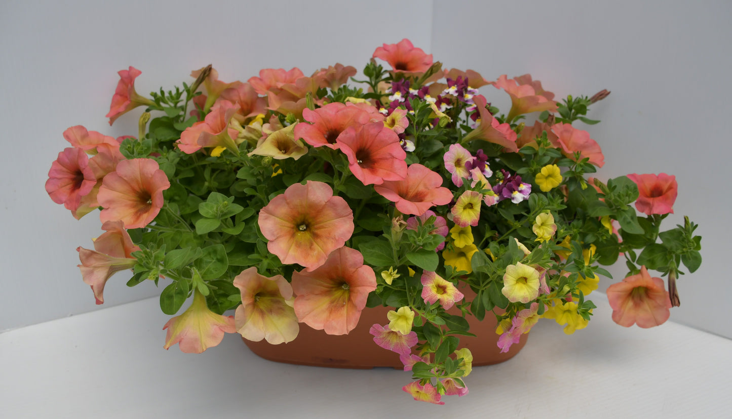 Big Oval Planter 17"