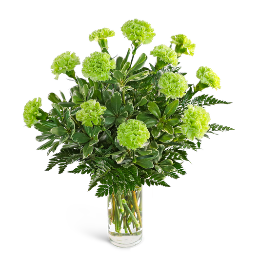 One Dozen Green Carnations