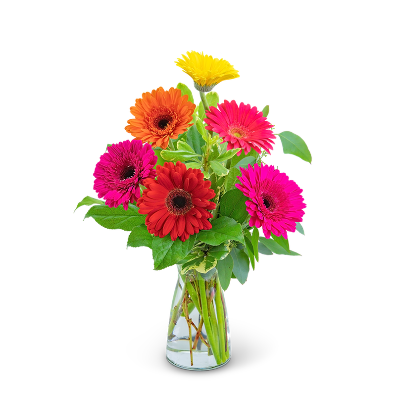 Gleeful Gerbera