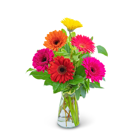 Gleeful Gerbera