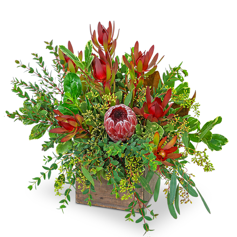 Wild and Lush Protea