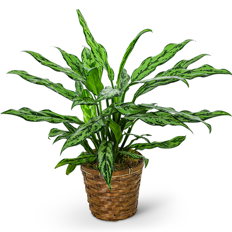 Chinese Evergreen Plant