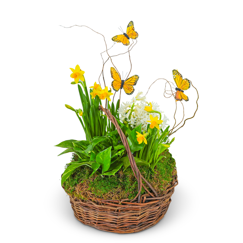 Spring Plants with Butterflies