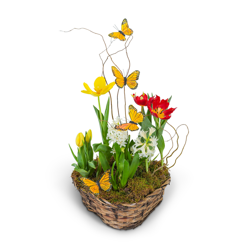 Blooming Bulbs with Butterflies