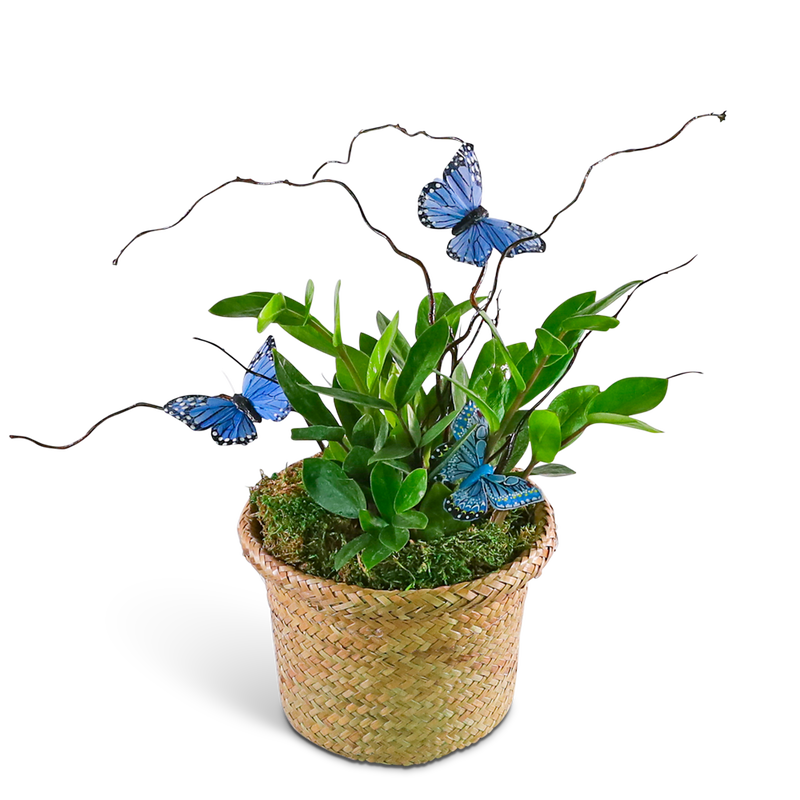 Zanzibar Gem Plant with Blue Butterflies