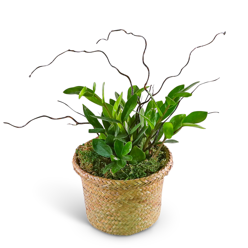 ZanGem Plant in Basket