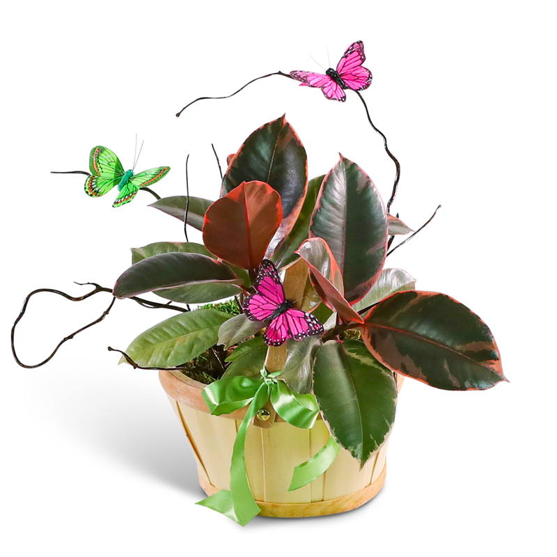 Variegated Rubber Tree Plant with Spring Accents