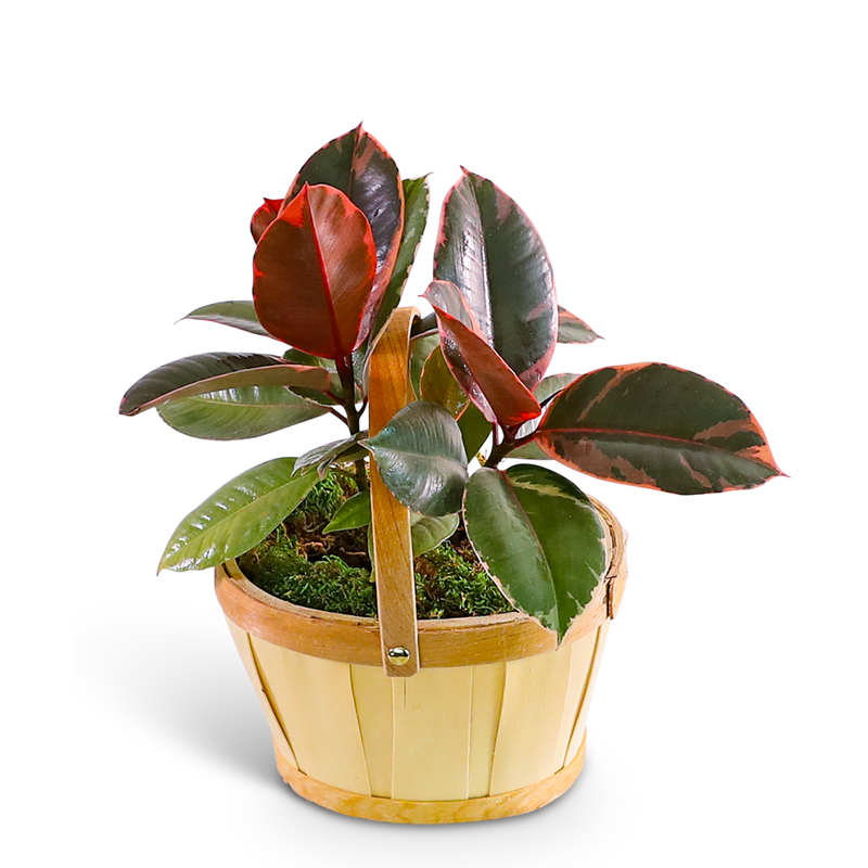 Variegated Rubber Tree Plant