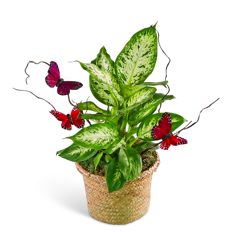 Dieffenbachia Plant with Spring Accents