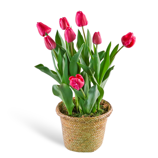 Pink Potted Tulip Plant