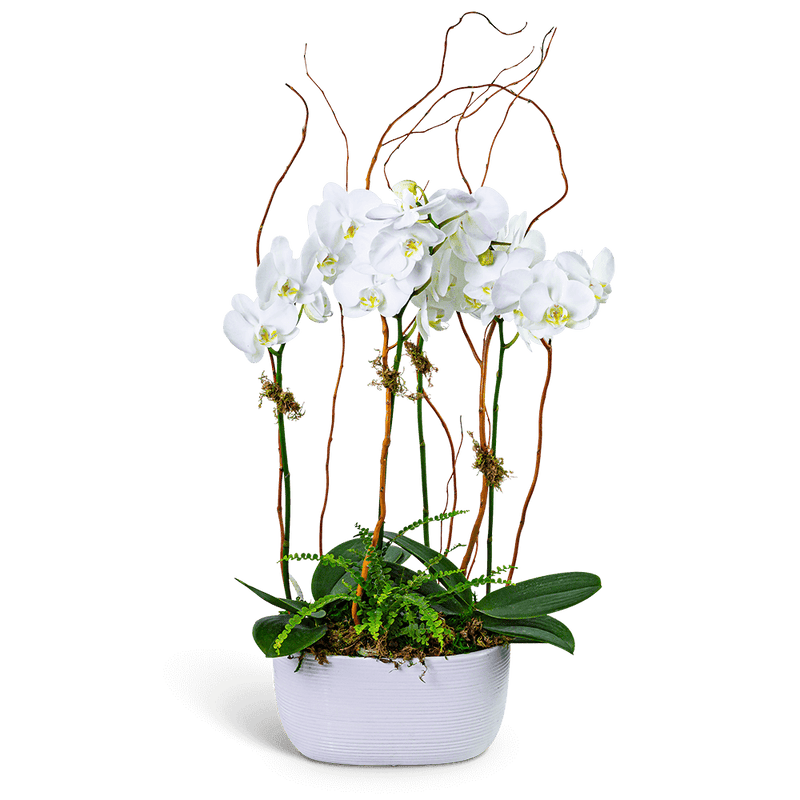 Fifth Avenue Triple Orchid