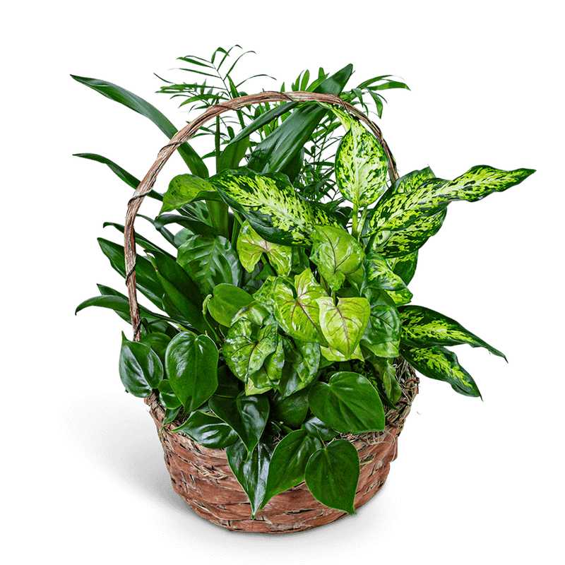 Verdant Dish Garden