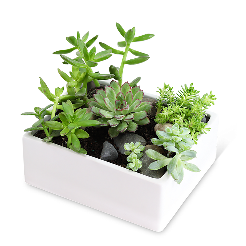 Succulent Garden