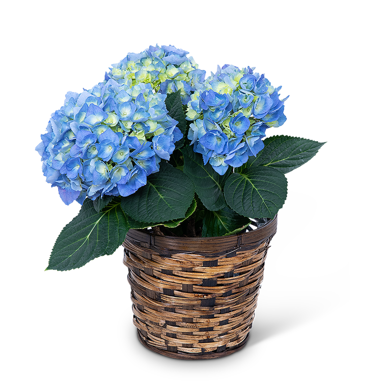 Blue Hydrangea Plant