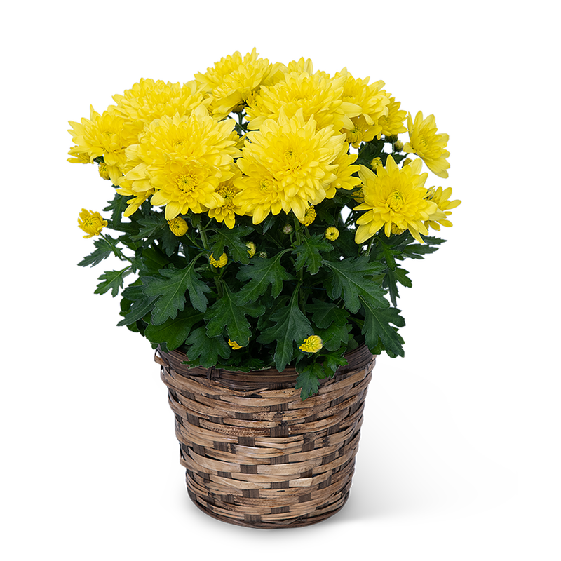 Yellow Chrysanthemum Plant