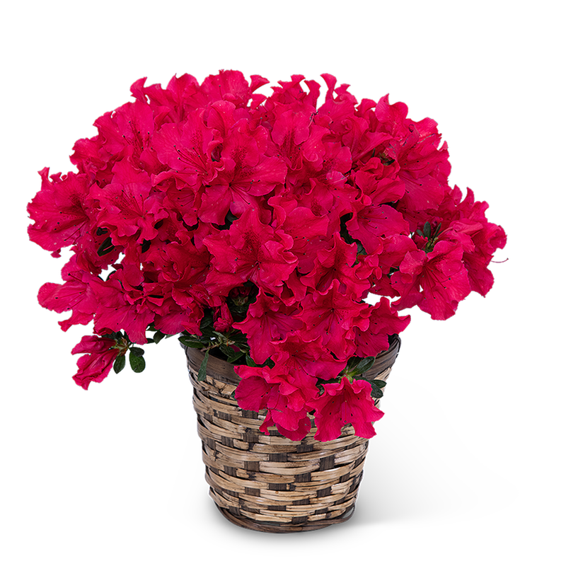 Azalea Plant