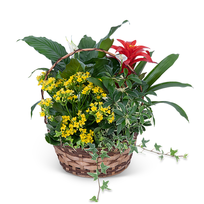 Blooming Dish Garden
