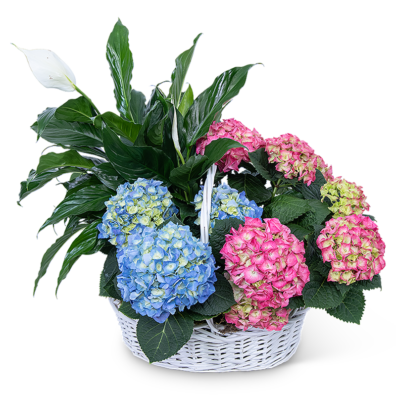 Bountiful Basket