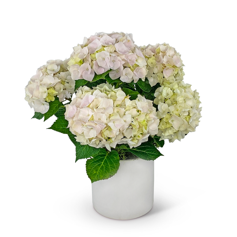 Blush Hydrangea Plant
