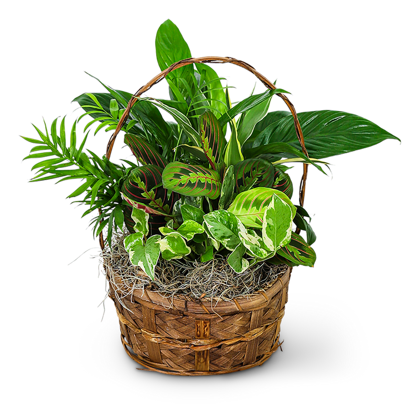 Evergreen Oasis Dish Garden