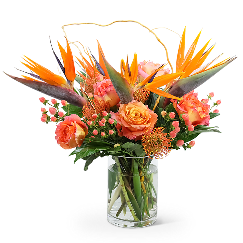 Spirit of the Tropics