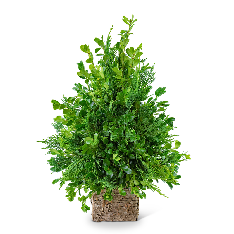 Boxwood Simplicity Tree