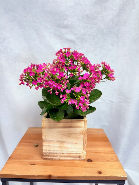 Blooms in a box