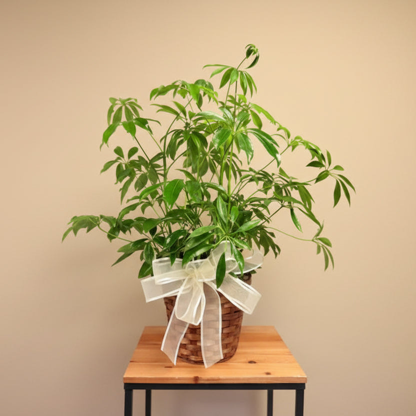 6" Schefflera With Basket