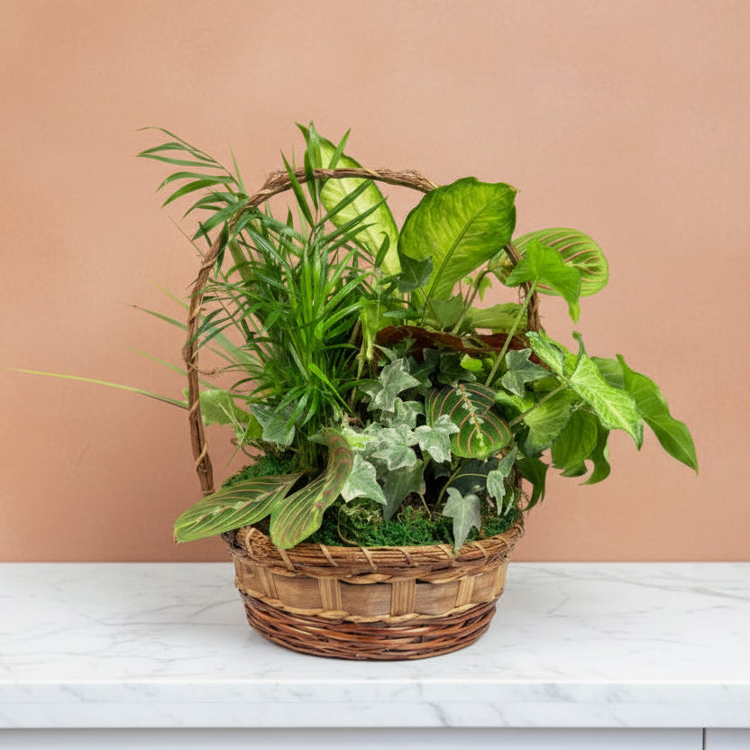10" Dish Garden