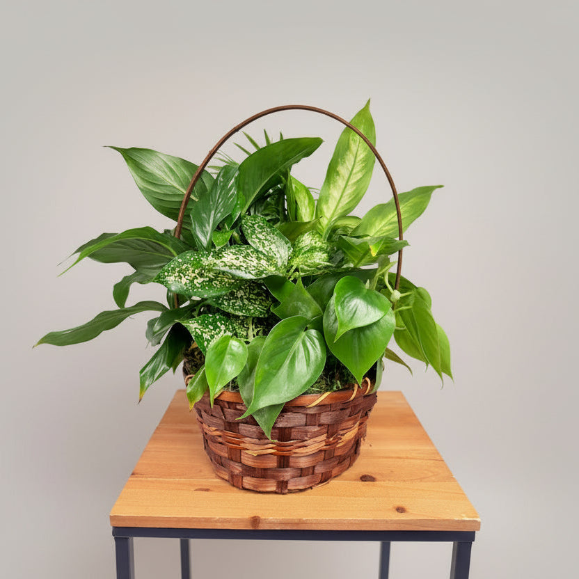 8" Dish Garden