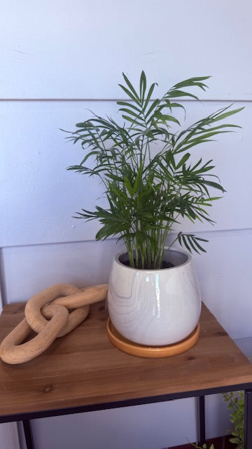 Desktop Garden