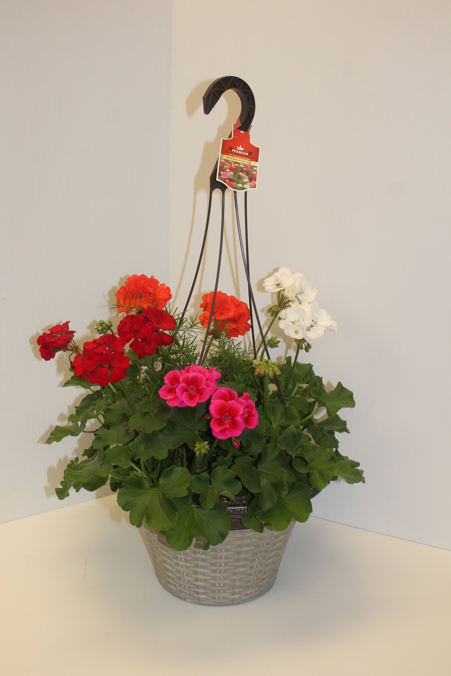 Geranium Hanging Basket 12"