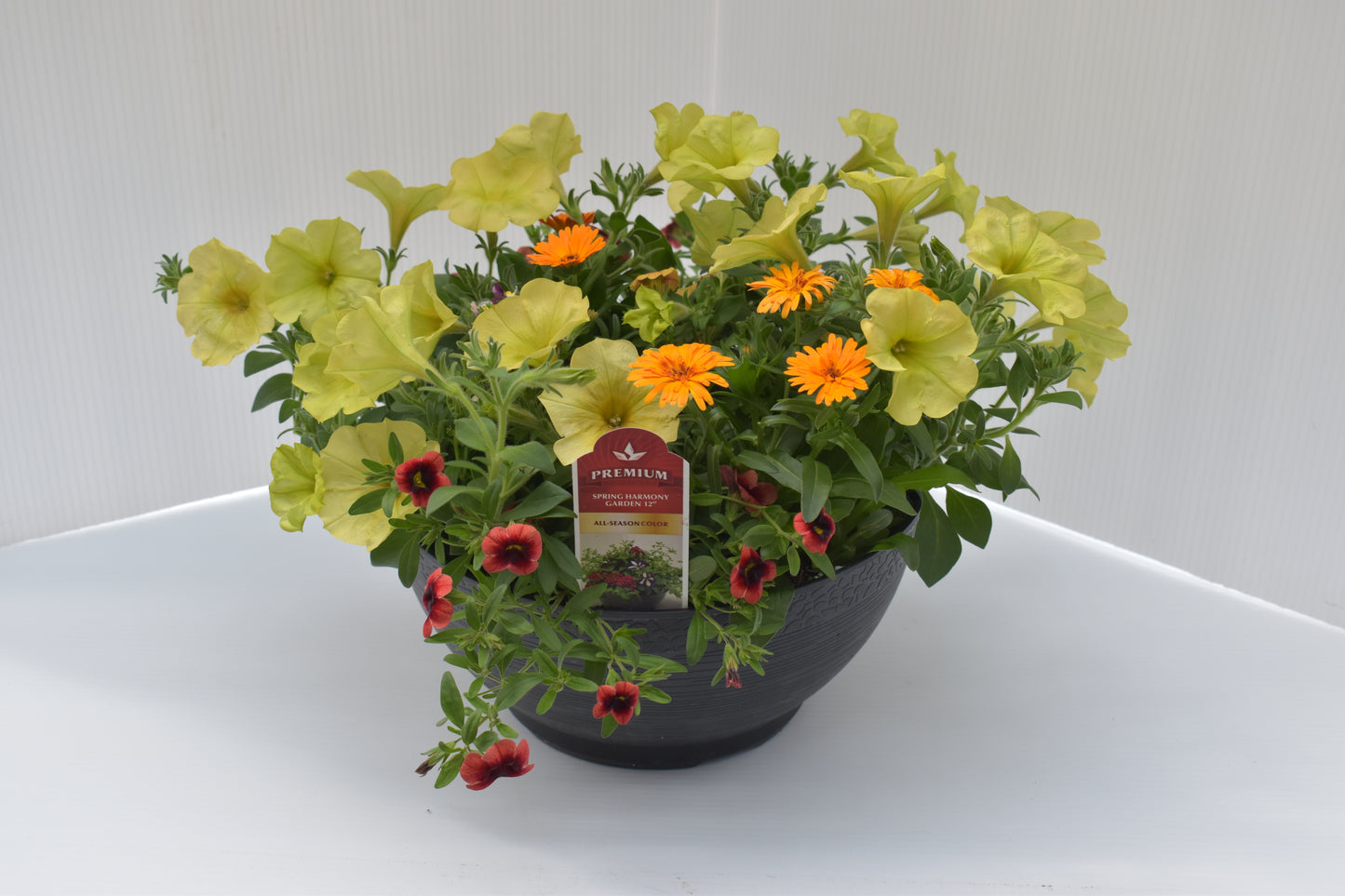 Spring Harmony Garden 12" Planter