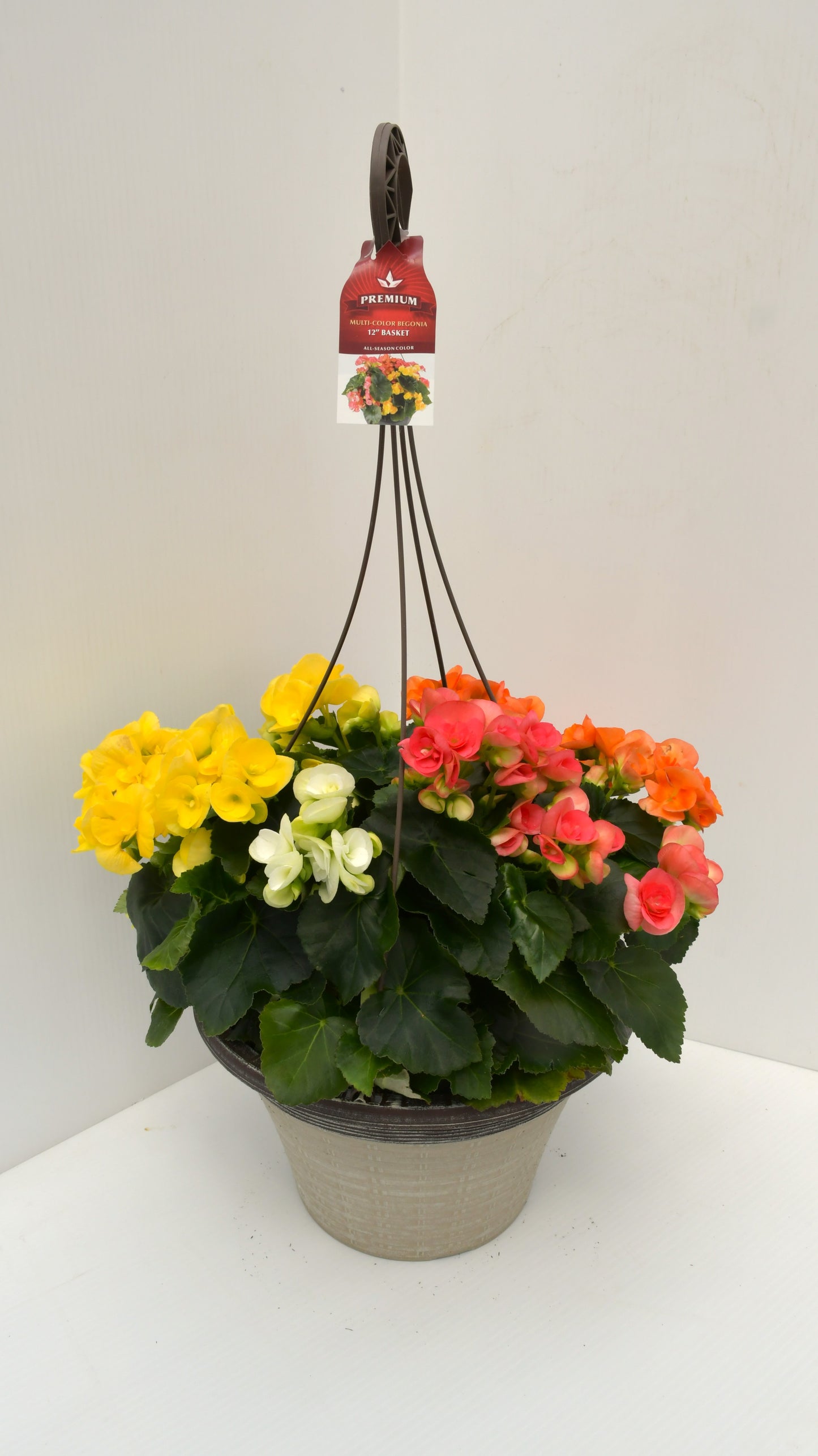 Multicolor Begonia 12" Hanging Basket