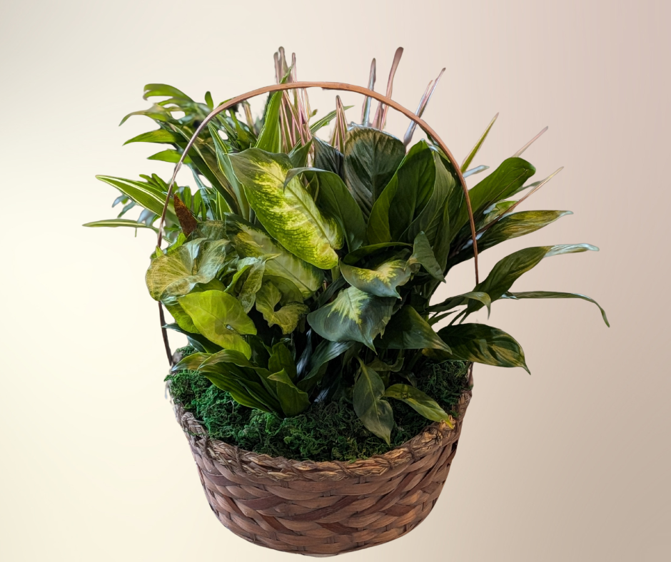 12" Dish Garden In a Wicker Basket