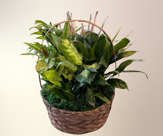12" Dish Garden In a Wicker Basket