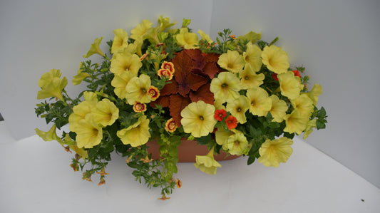 Big Oval Planter 17"