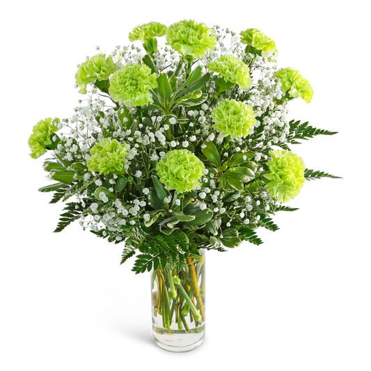 One Dozen Green Carnations with Babies Breath
