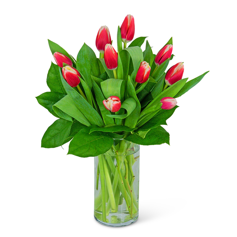 Tigress Tulips