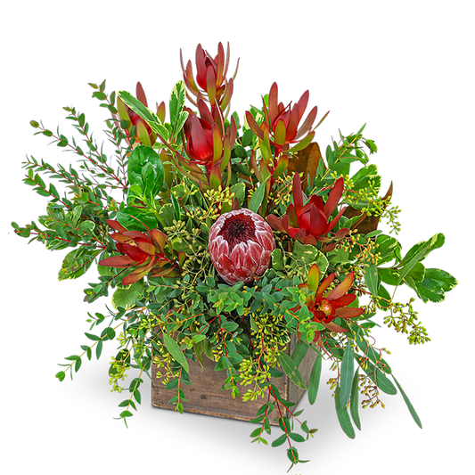 Wild and Lush Protea