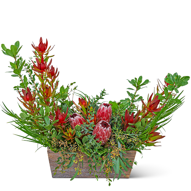 Wild Protea Crescent