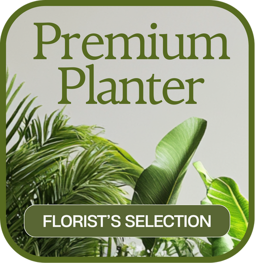 Designer's Choice Premium Planter