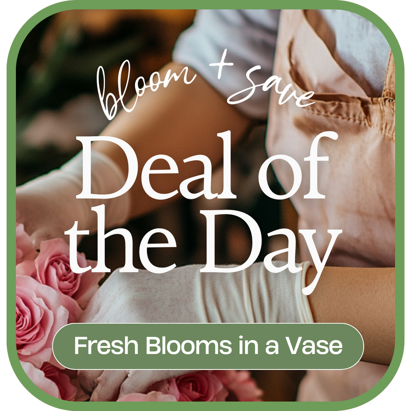 Deal of the Day