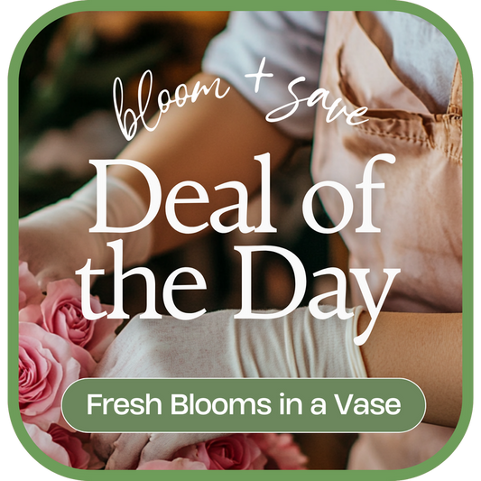 Deal of the Day