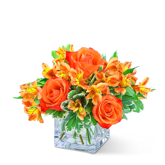 Fresh Tangerine