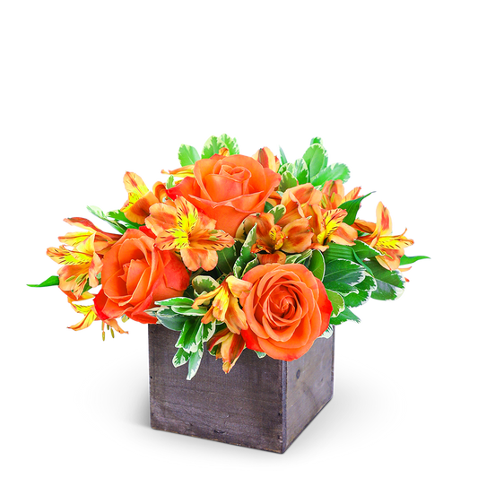 Rosy Tangerine
