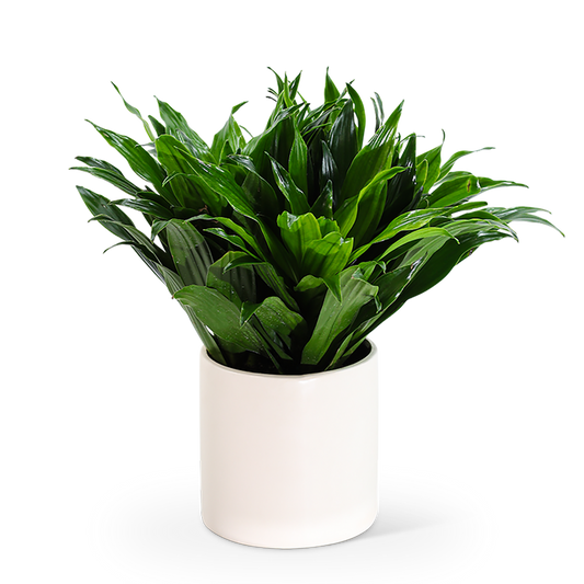 Dracaena Compacta