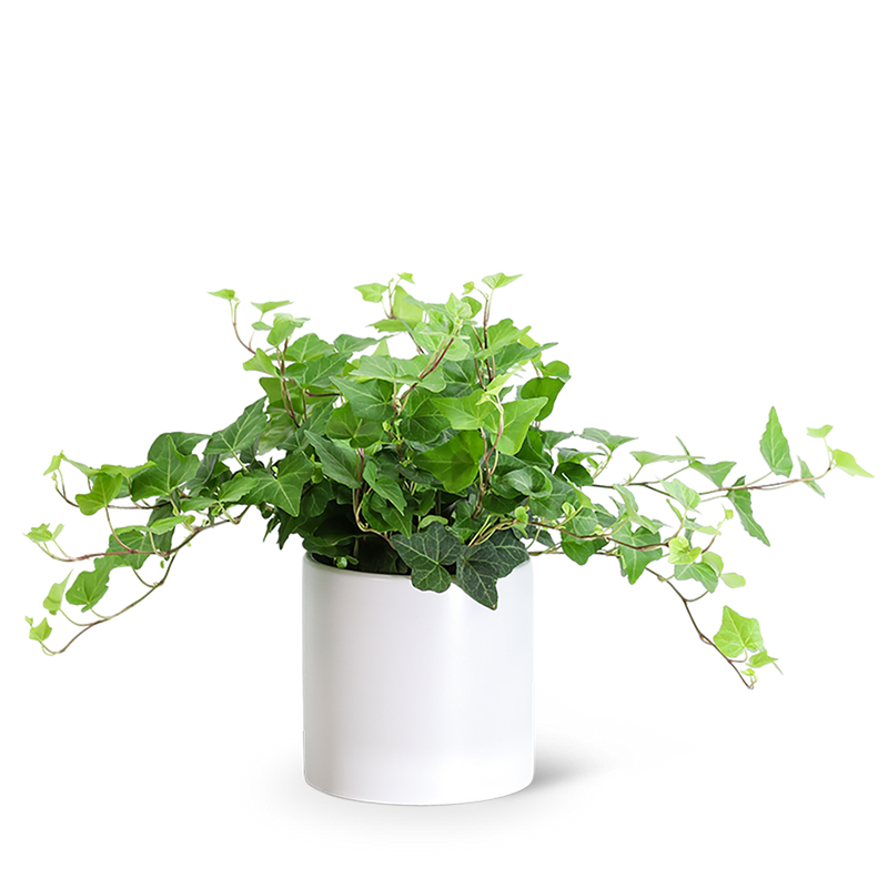 English Ivy Plant