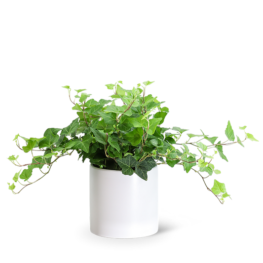 English Ivy Plant
