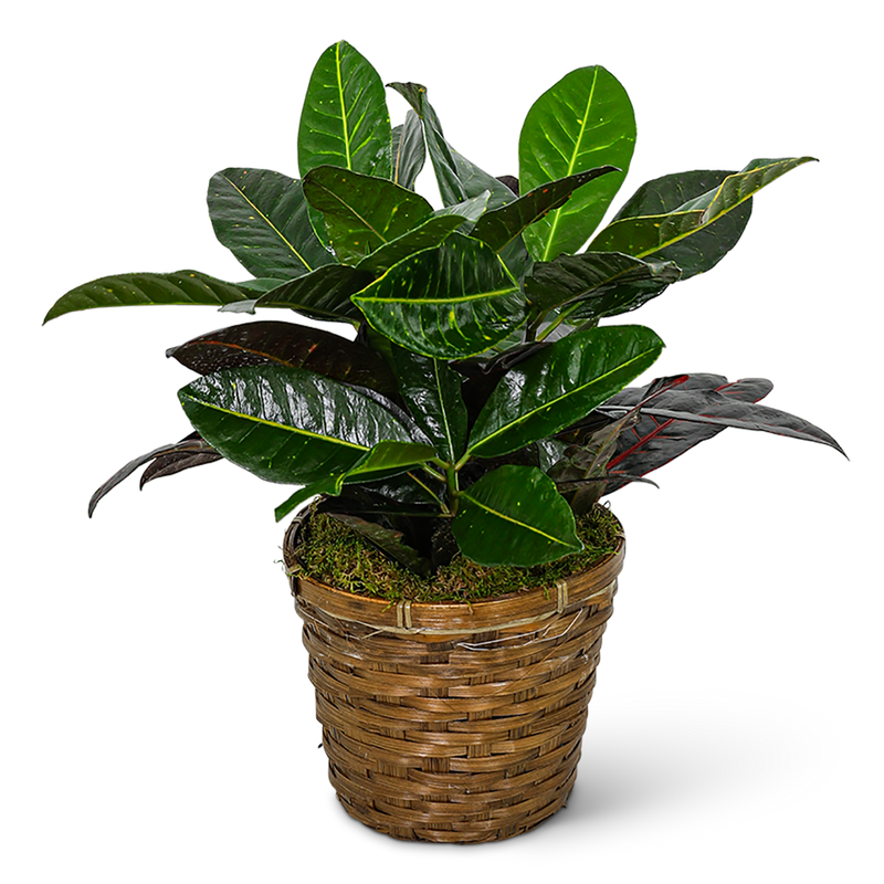 Croton Plant in Basket